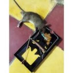 tikus7