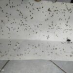 WhatsApp Image 2025-07-30 at 12.52.26_f6270550